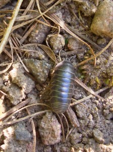 armadillidium_vulgare Rollassel