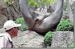 natur