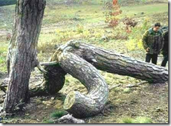 natur2