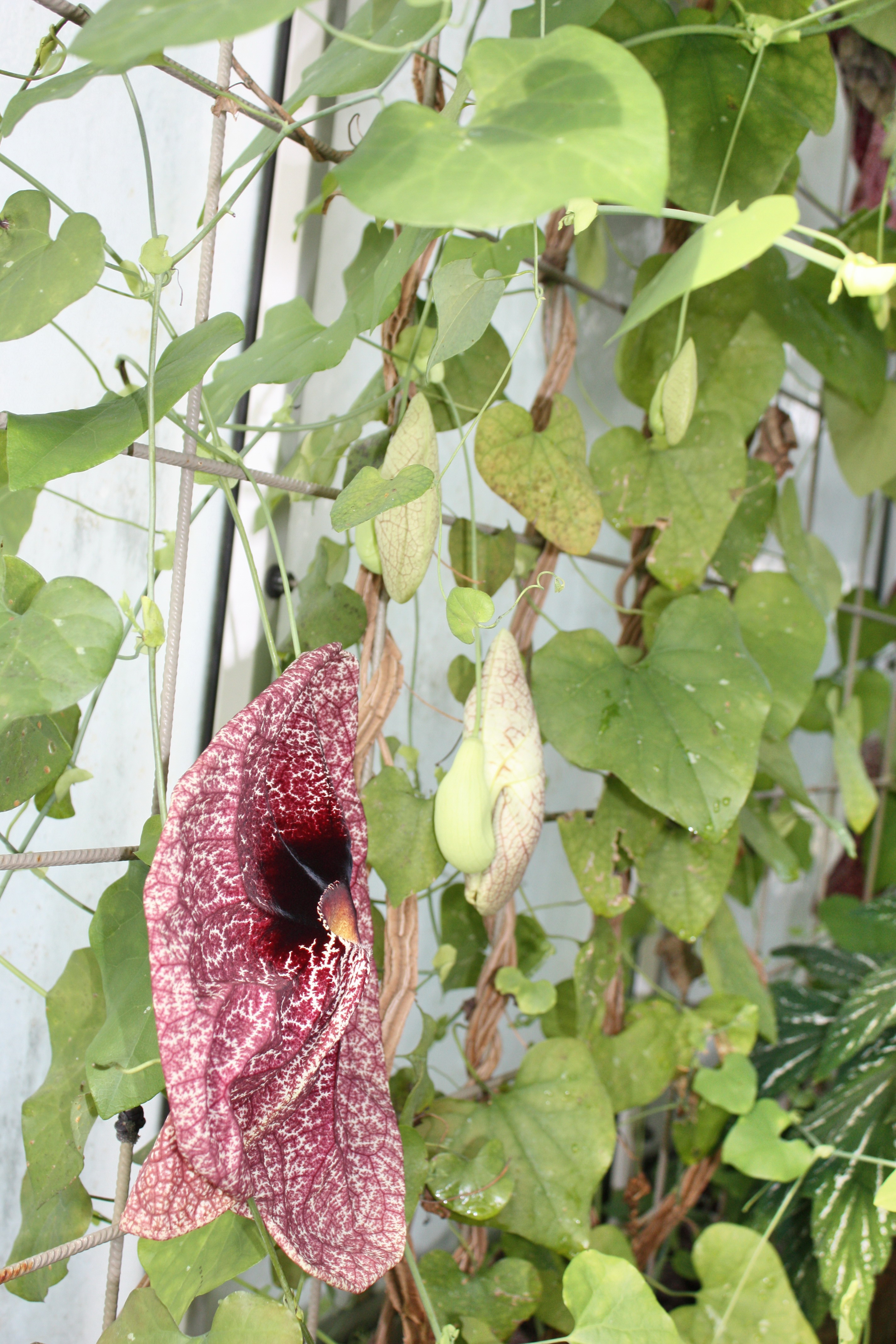 Aristolochia gigantea Aristolochia gigantea